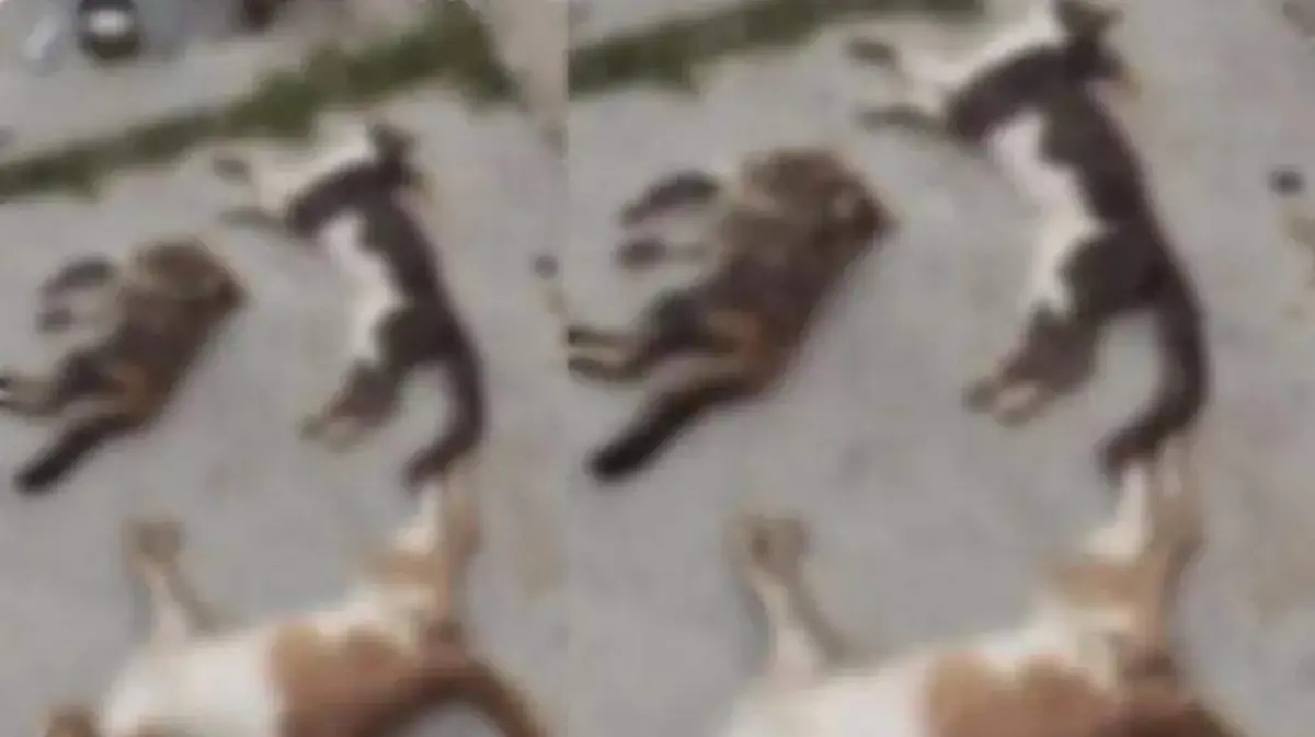 Protección animal en Guanajuato: 31 municipios no registran denuncias ni sancionan maltrato