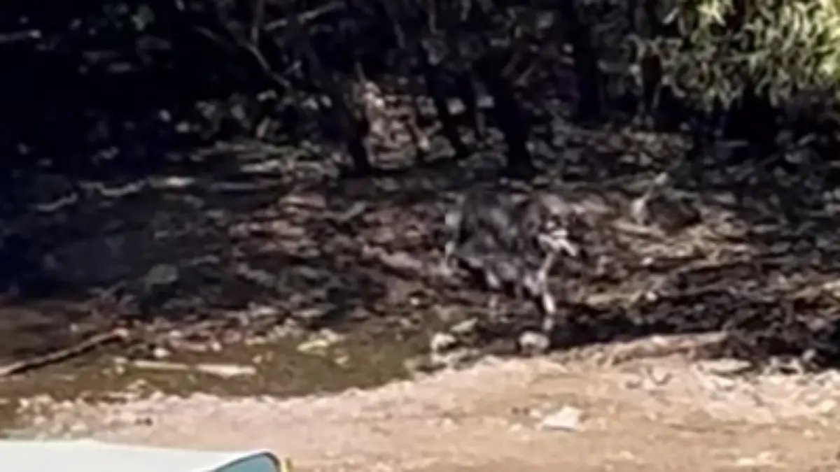 patos presa de la olla2