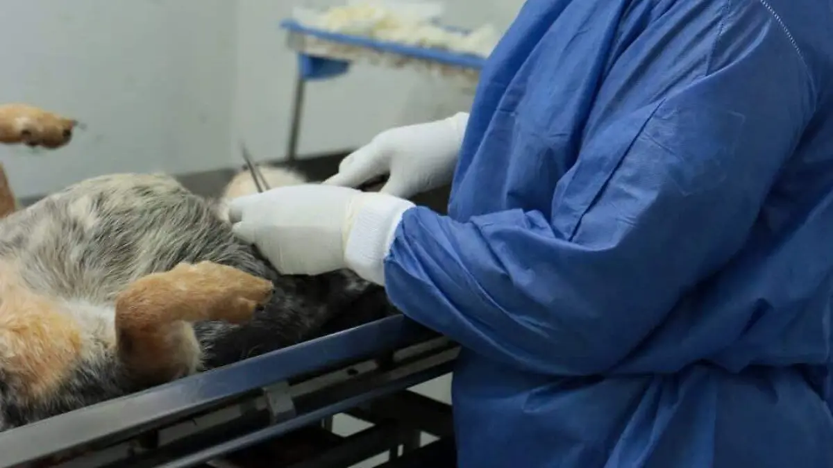 CIRUGÍAS MASCOTAS- CORTESÍA HOSPITAL VETERINARIO  (3)