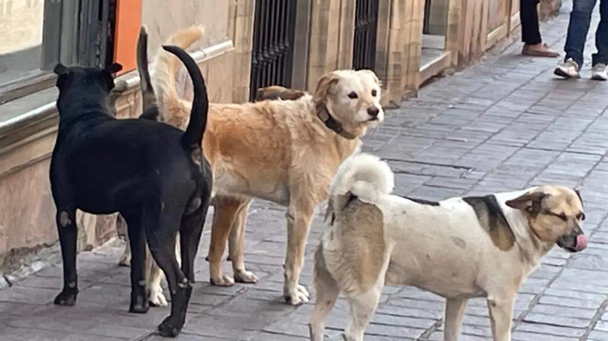 WhatsApp-Image-2024-04-08-at-20.27.30