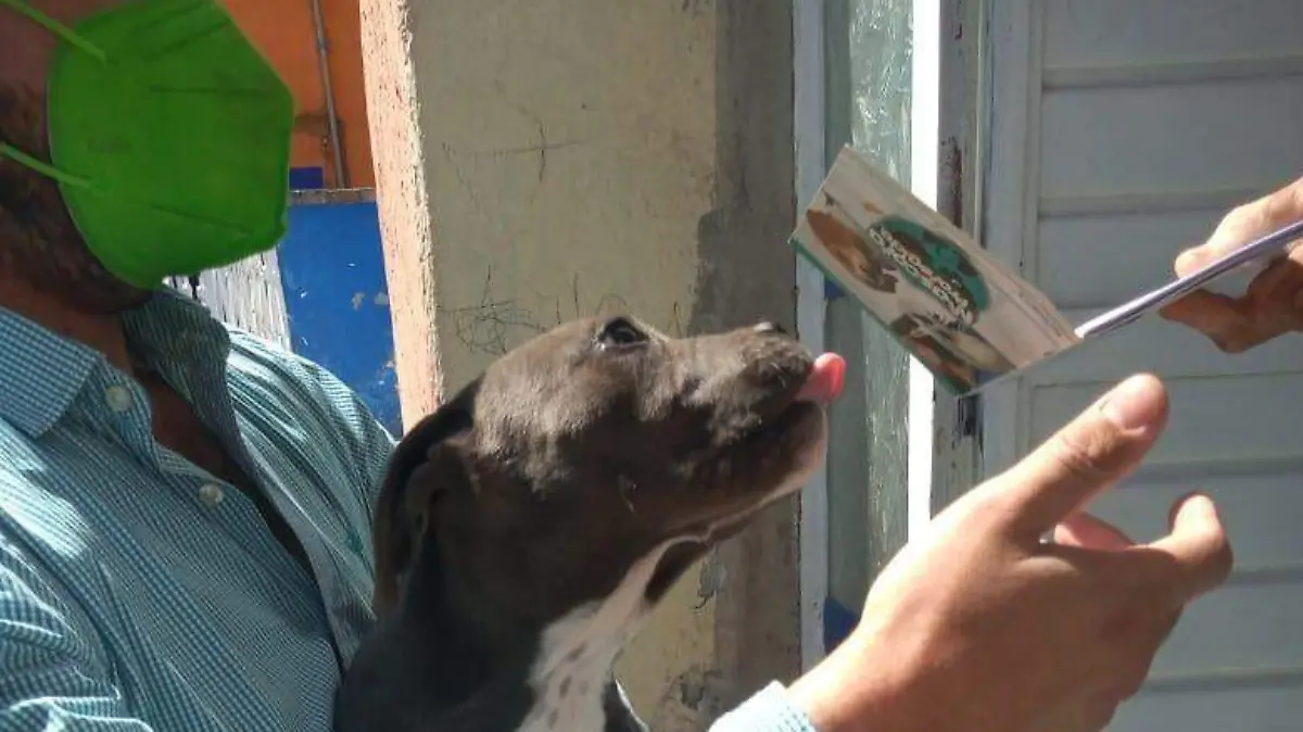 Buscan sancionar con cárcel agresiones sexuales a animales