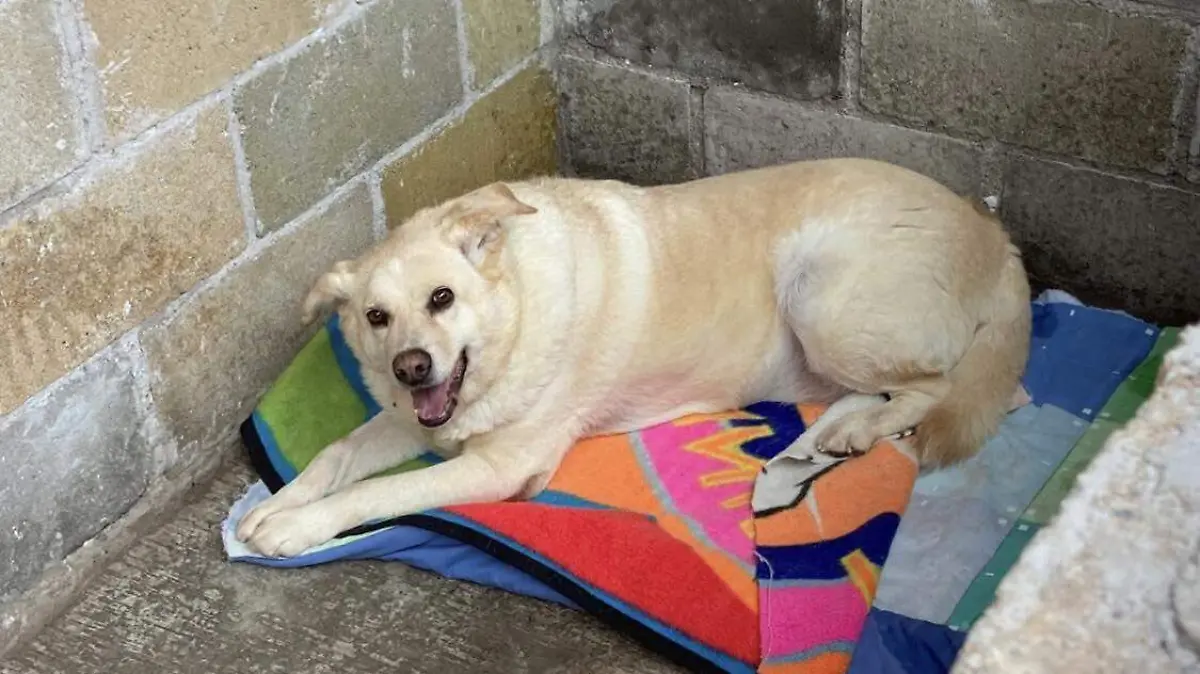 Guanajuato – Ayudemos y evitemos que los perritos pasen frío (1)