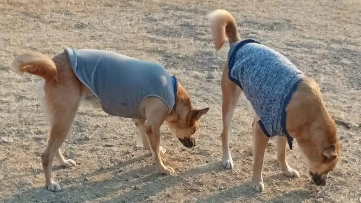 Fundación Corazón Animal mantiene colecta de cobijas