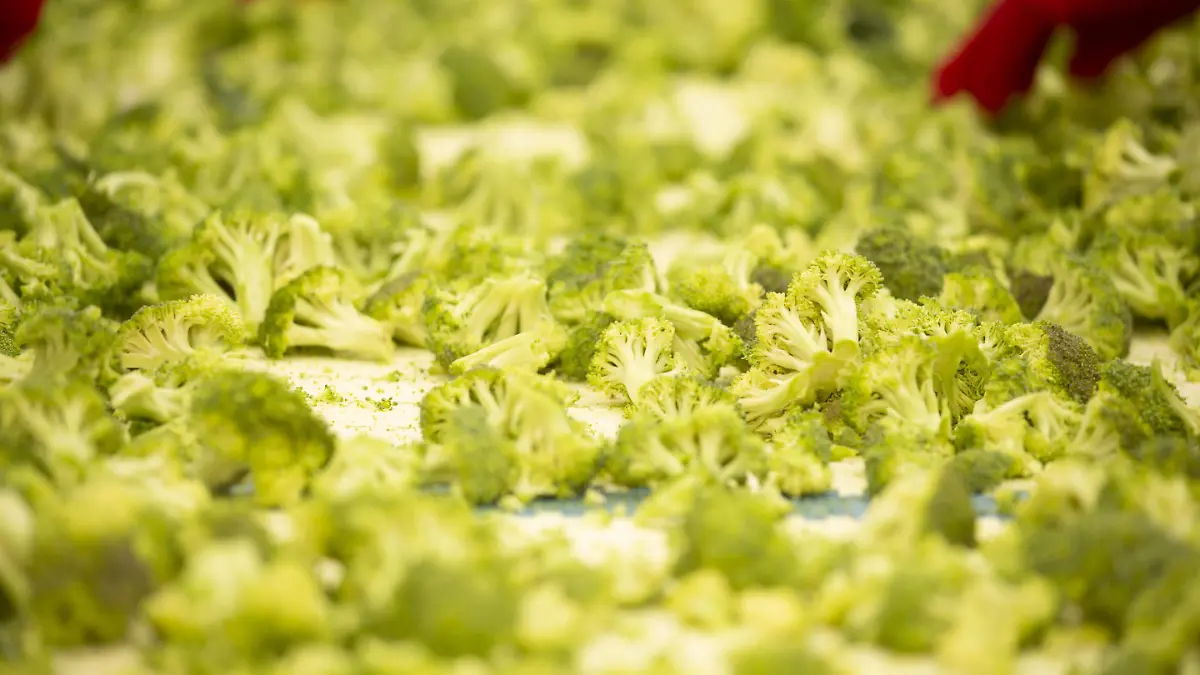 brocoli exportaciones