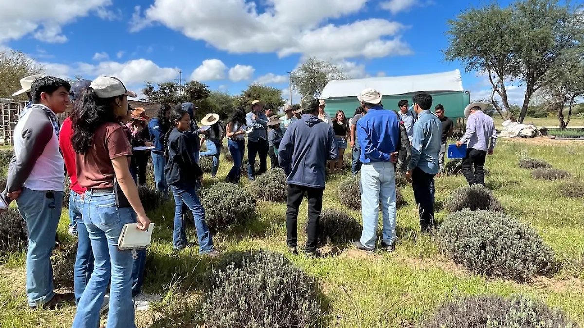Productores de lavanda en Guanajuato