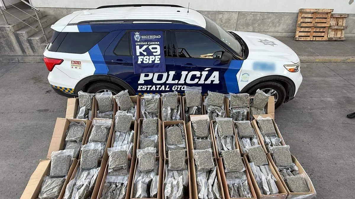 Frustra-oficial-canino-de-Seguridad-y-Paz-envio-de-162-kilos-de-marihuana-01