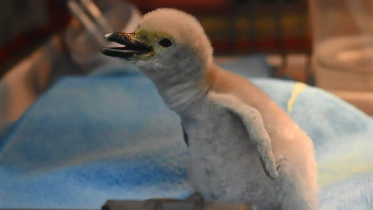 Nace en León el primer pingüino barbijo 3