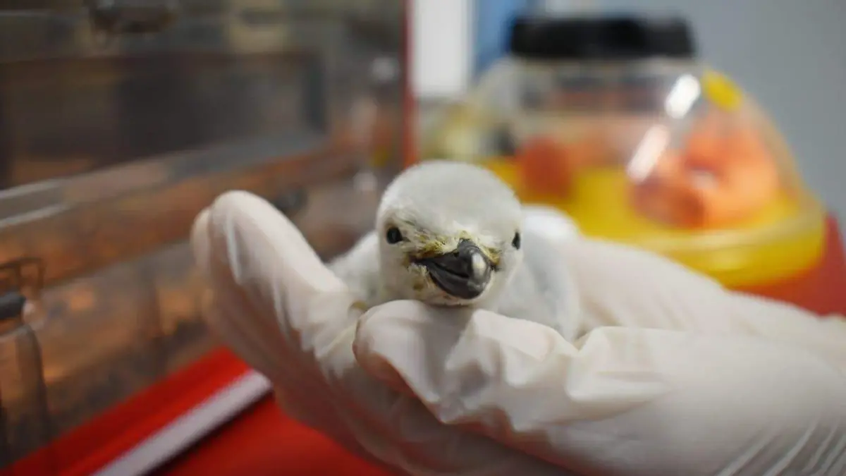 Nace en León el primer pingüino barbijo 2