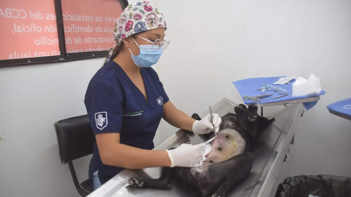 El Hospital Veterinario León