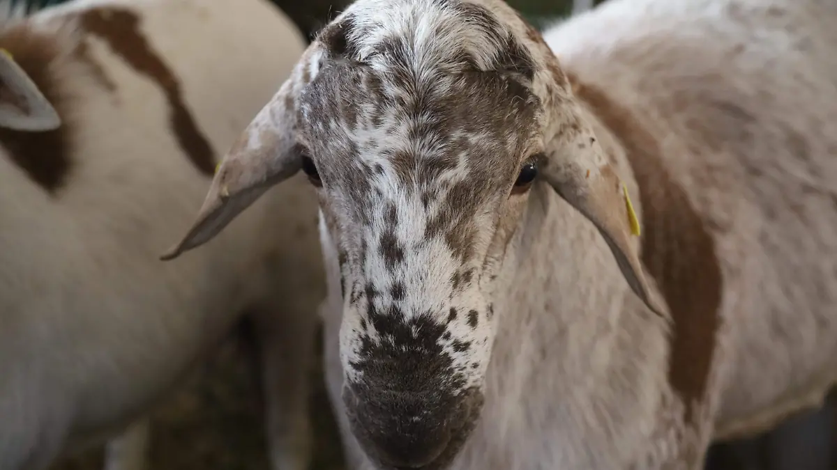Barrenador - Francisco Meza (3)