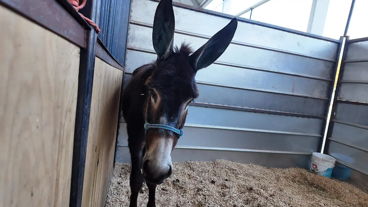 ROSARIO HORTA - BURROS Y MULAS (2)