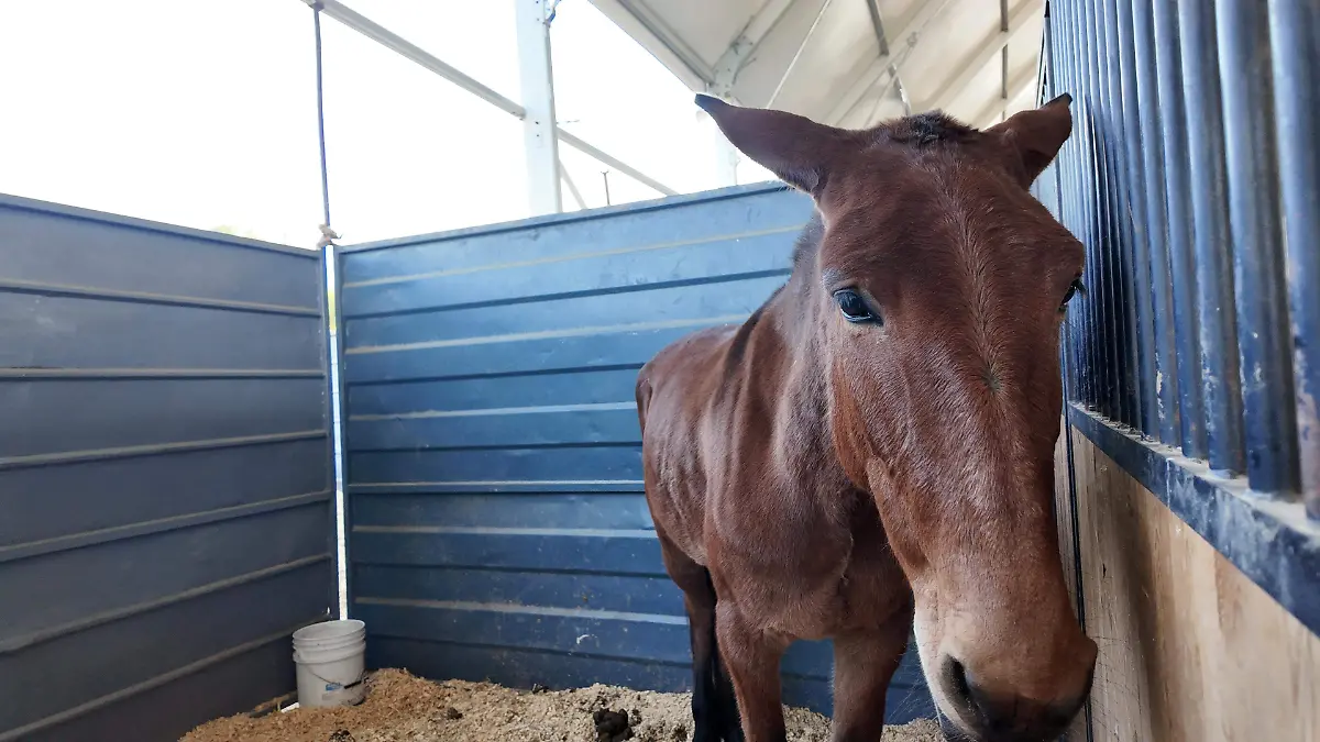Exposición de burros y mulas en la Feria de León 2026 busca concientizar sobre su preservación