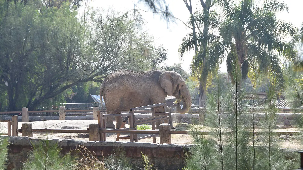 especialista zoo leon (5)