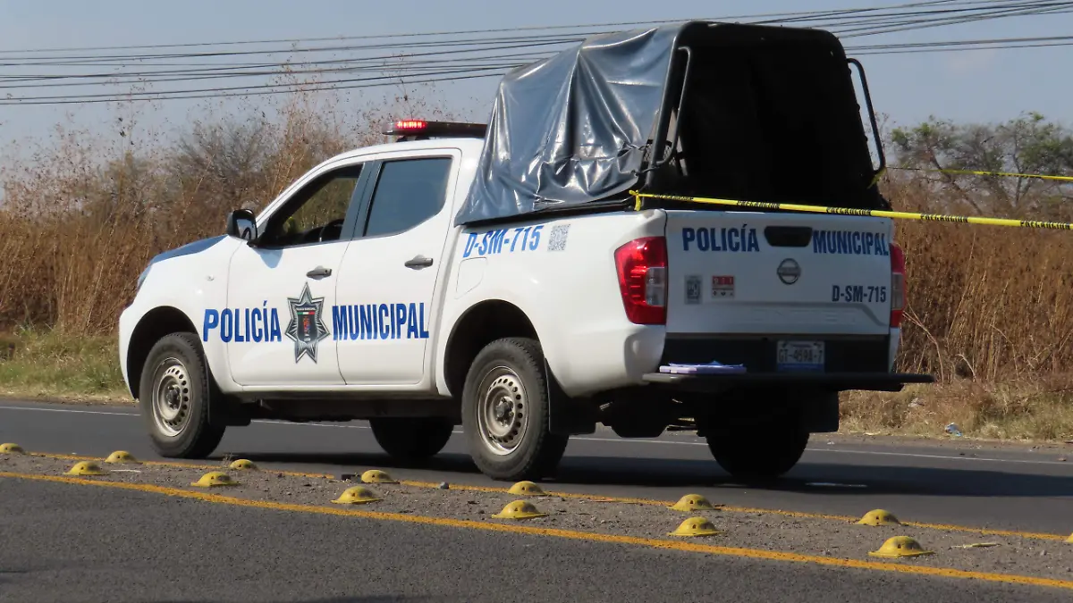 muerto león cuerámaro atropellado