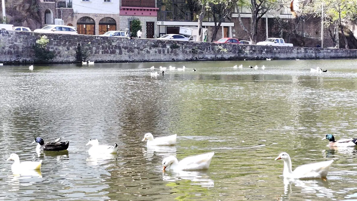 Patos basura y containacion presa de la olla5