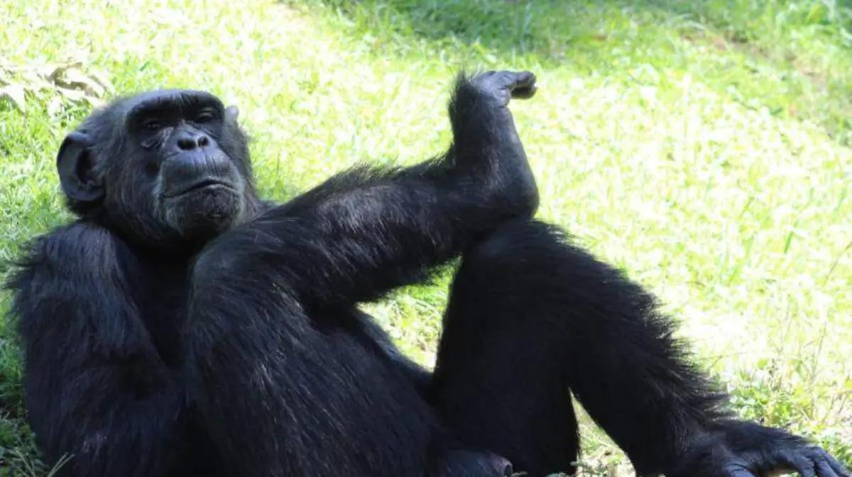 CHARLY EL CHIMPANCE CORTESÍA ZOO LEÓN