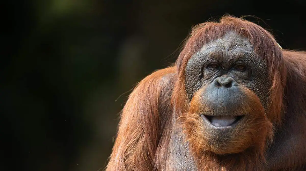 TANG LA ORANGUTÁN  - CORTESIA ZOO LEÓN 