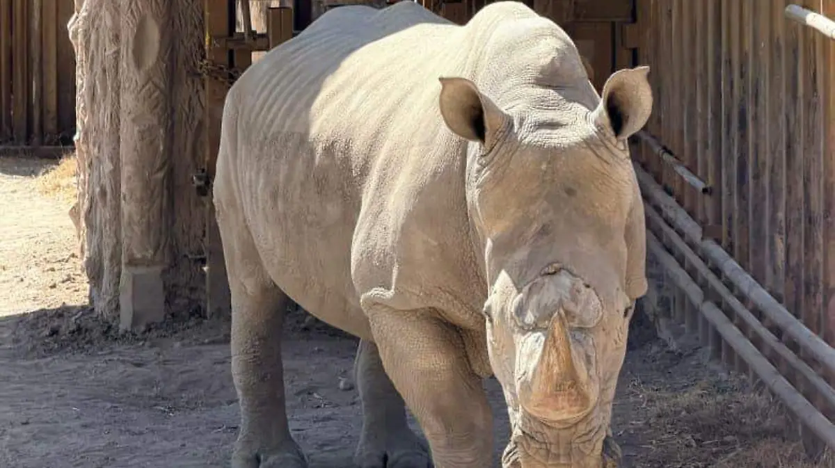 YURI EL RINOCERONTE  CORTESÍA ZOO LEÓN .