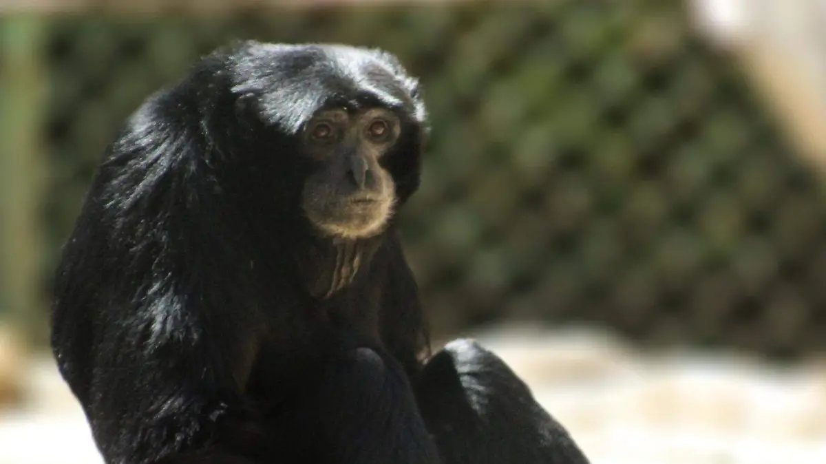 Vieja e Hipo, los siamang