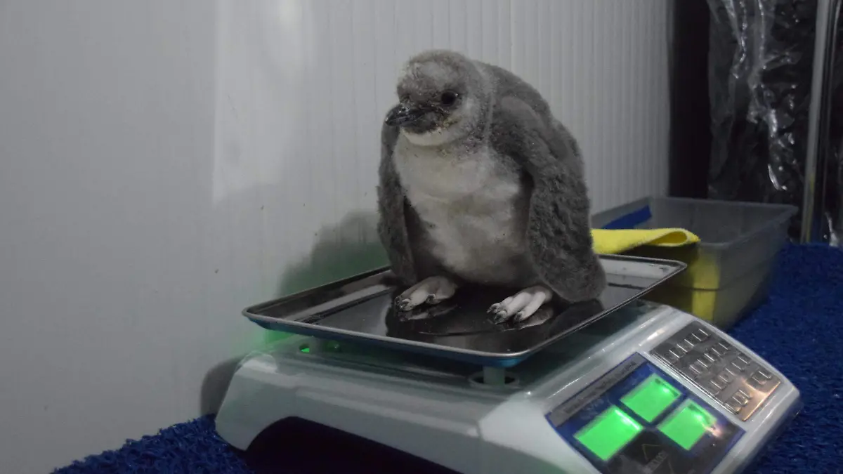 f carmona pinguinito (31)