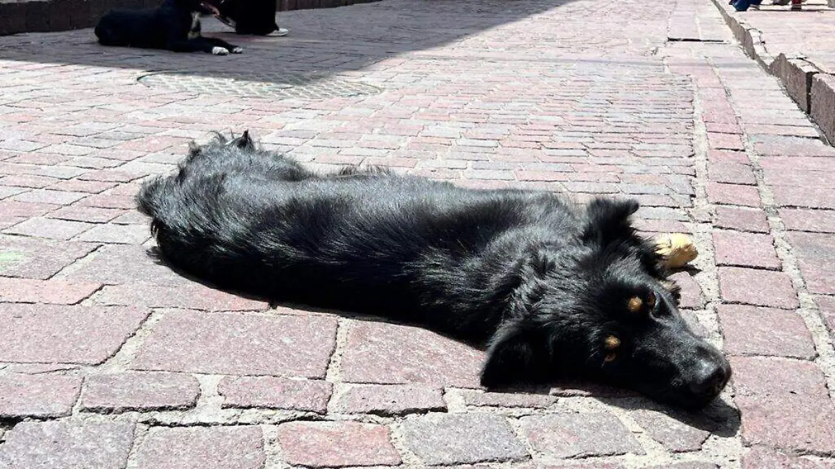 Guanajuato – Casi 100 perros son abandonados en el CECAA de la capital 