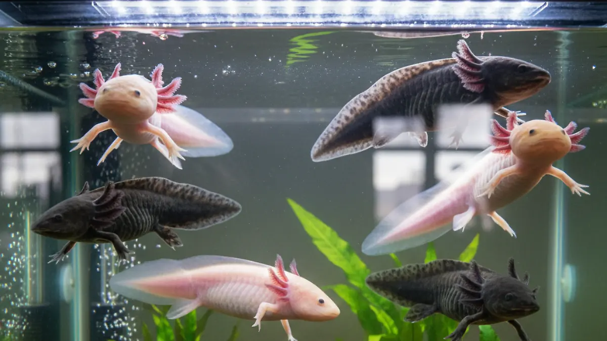 Gemini_Generated_Image_nx1ge0nx1ge0nx1g