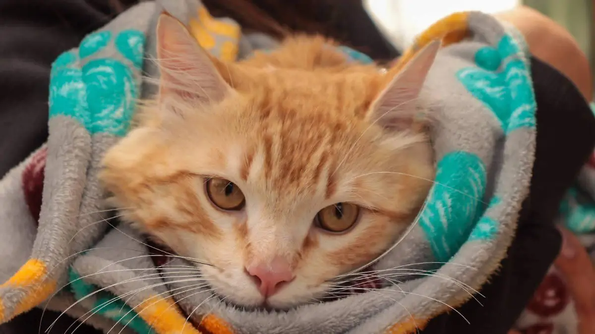 ESTERILIZACIONES CORTESÍA HOSPITAL DE MASCOTAS 