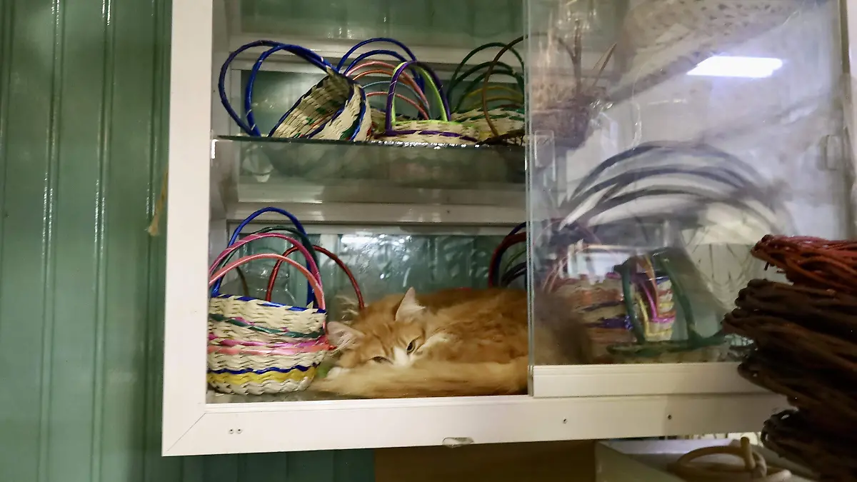 Gatos Mercado - Francisco Meza 