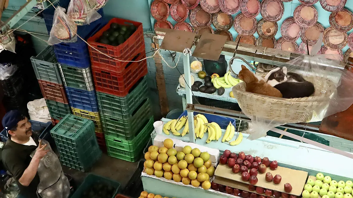 Gatos Mercado - Francisco Meza (8)