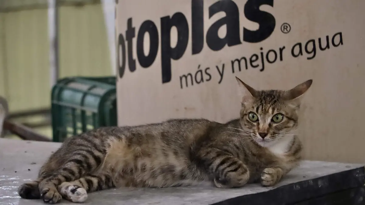Gatos Mercado - Francisco Meza 