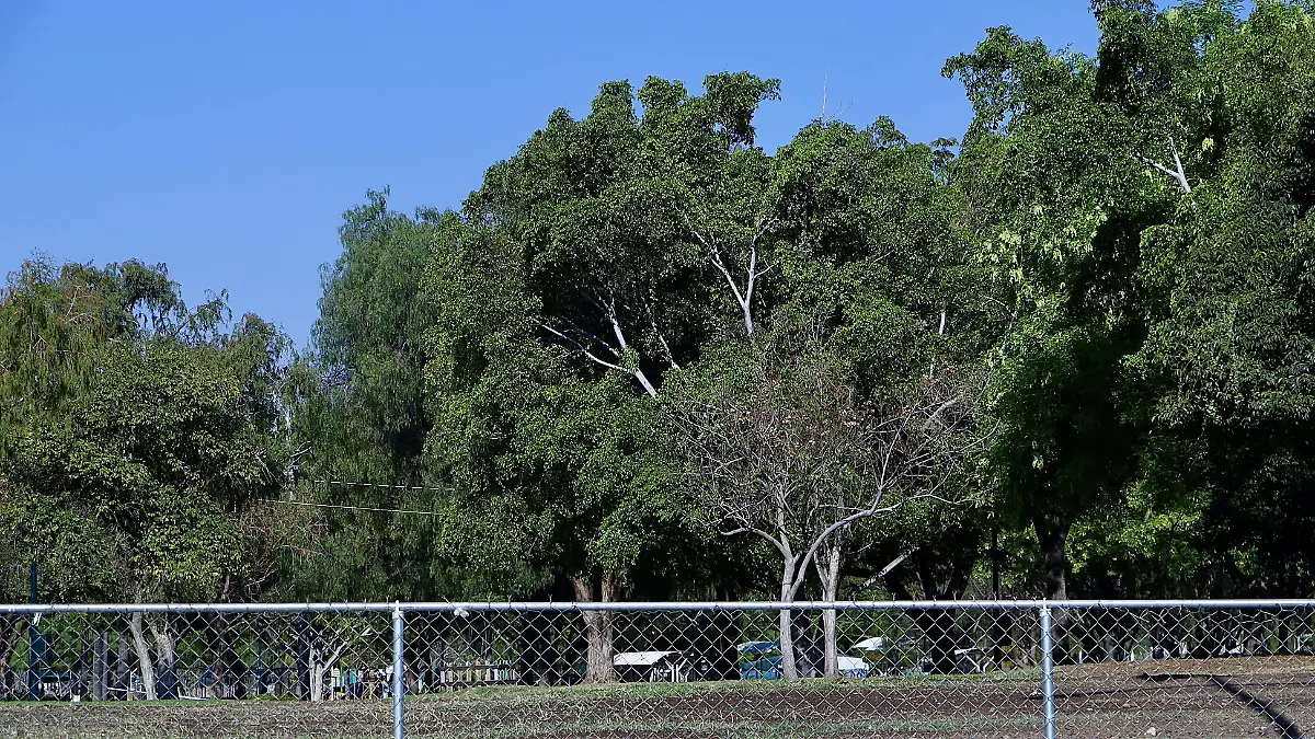 Árboles Explora - Francisco Meza (1)