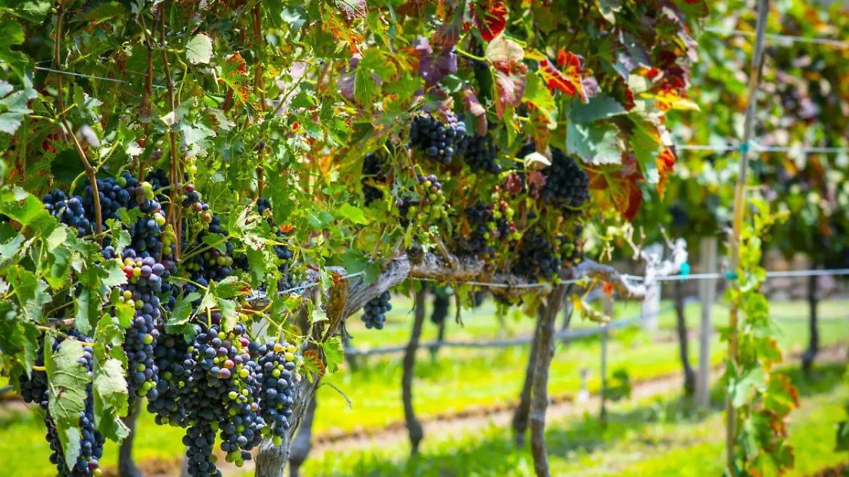 WhatsApp Image 2026-02-28 at 1.01.13 PM