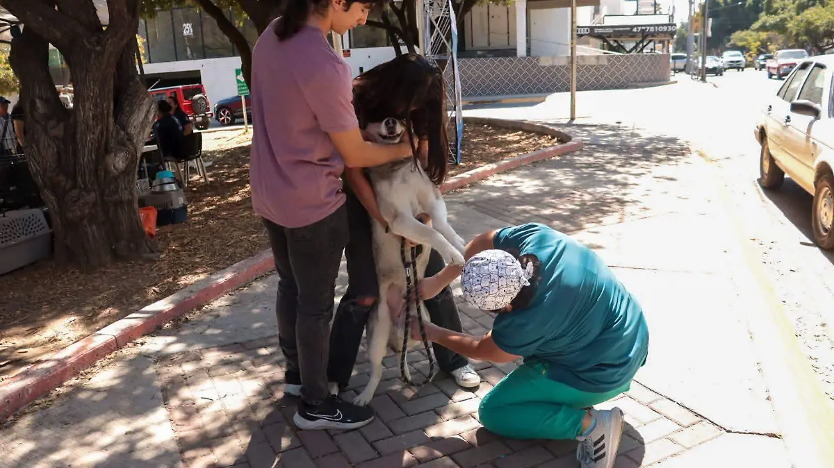 ESTERILIZACIÓN CORTESÍA HOSPITAL DE MASCOTAS