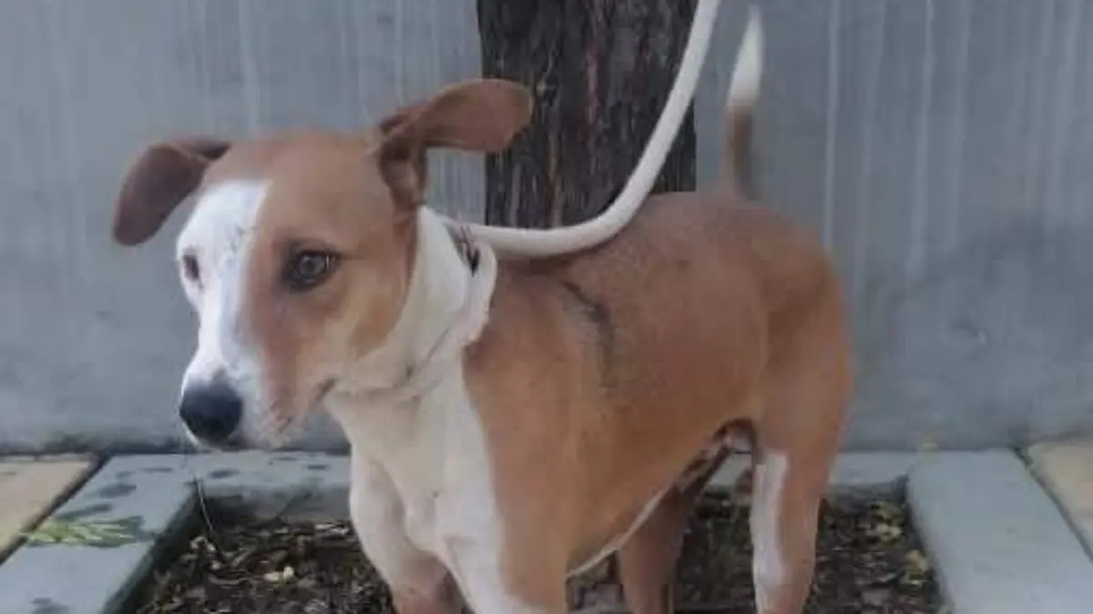 MALTRATO ANIMAL _ CORTESIA CCBA  