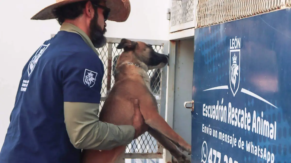 Maltrato animal en León: CCAA recibe 350 reportes mensuales en 2026