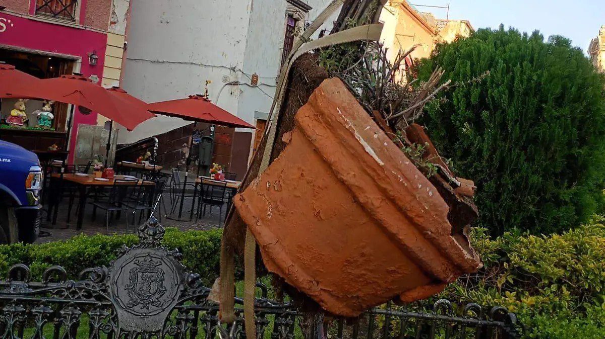 Plantarán 500 árboles frutales en el centro de Guanajuato para mejorar la imagen urbana