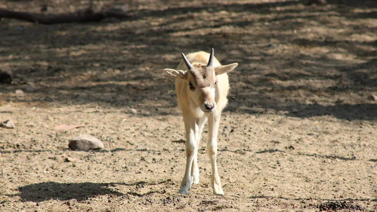 Nacen crías de Addax en el Zoológico de León: Un logro para la conservación mundial
