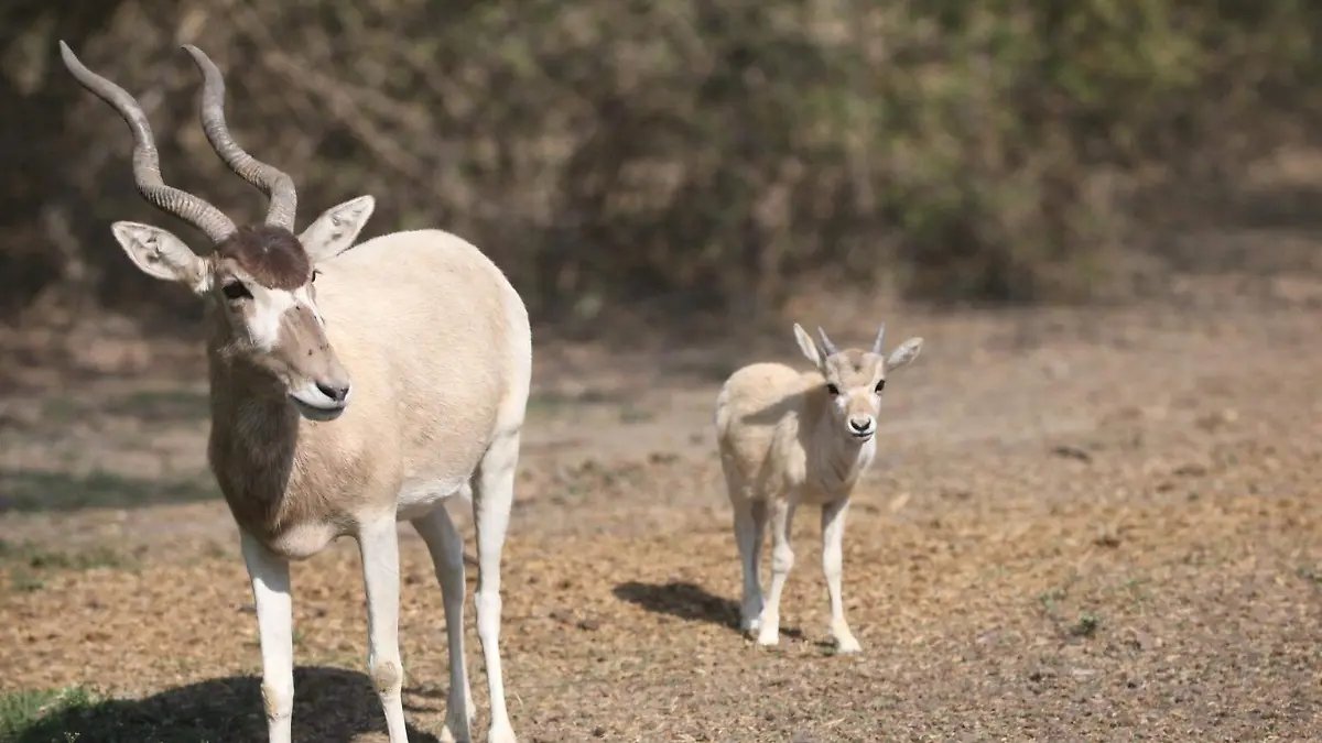 ADDAX - CORTESÍA  ZOO LEÓN