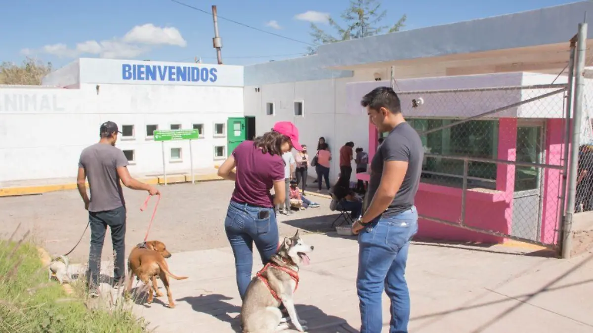 Guanajuato – Rescates de perros por moda, genera más abandonos en las calles