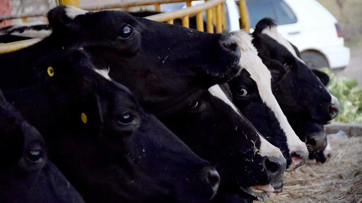 FCO CARMONA - GANADO (1)