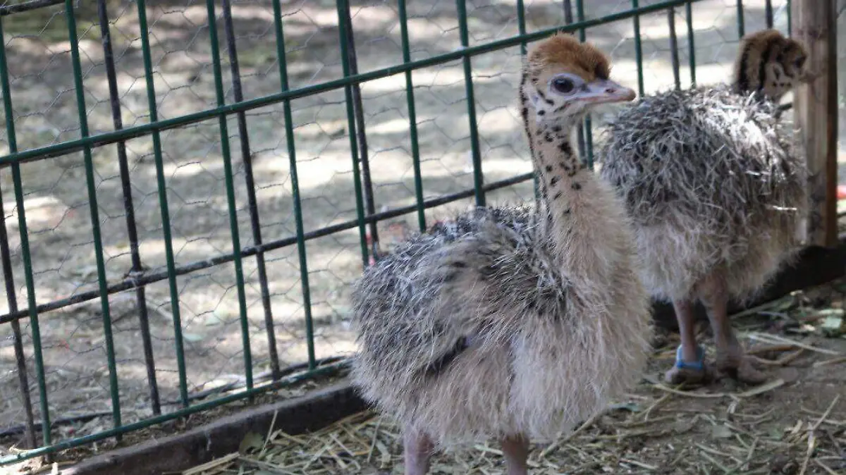 AVESTRUCES CORTESÍA ZOO LEÓN (4)