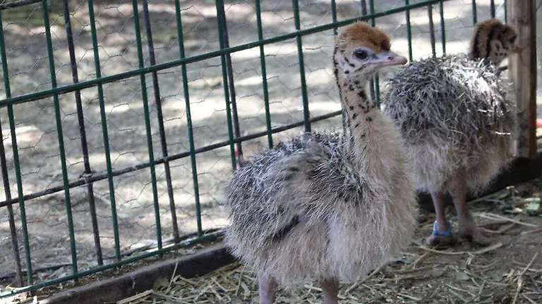 AVESTRUCES CORTESÍA ZOO LEÓN  (4)