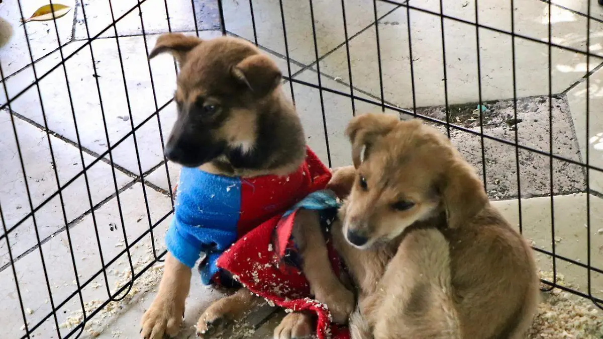 Guanajuato – ¿Quieres tener a un fiel acompañante Aquí te decimos como adoptar en la capital del estado