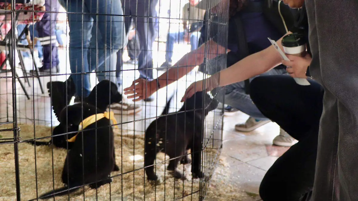 Adoptón 2026 en Guanajuato: Requisitos para adoptar un perro o gato este martes