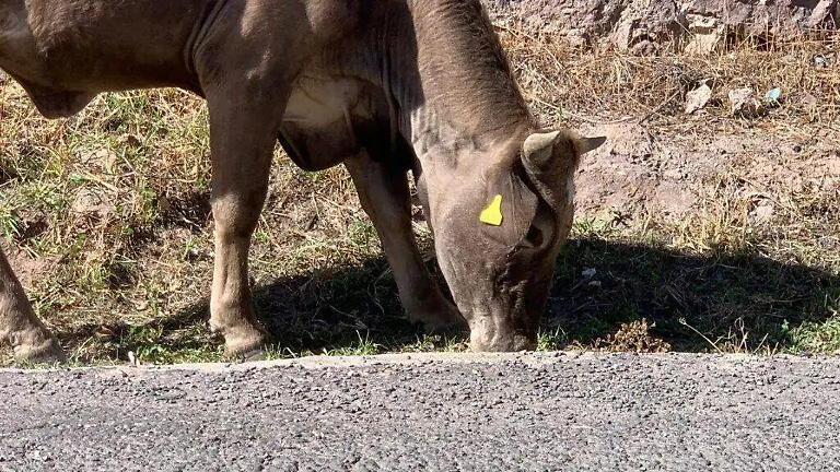 Guanajuato – Federación debe atender el gusano barrenador y detener su reproducción en Guanajuato