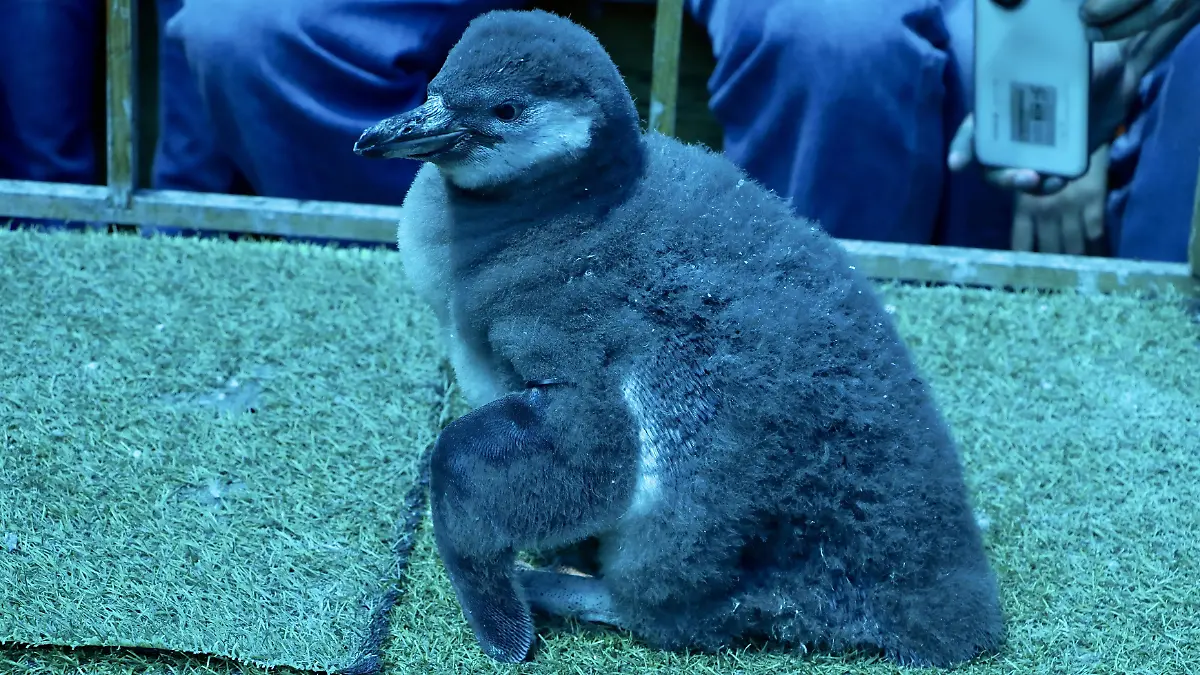 ZOOLOGICO PINGÜINOS - Fco Meza (2)