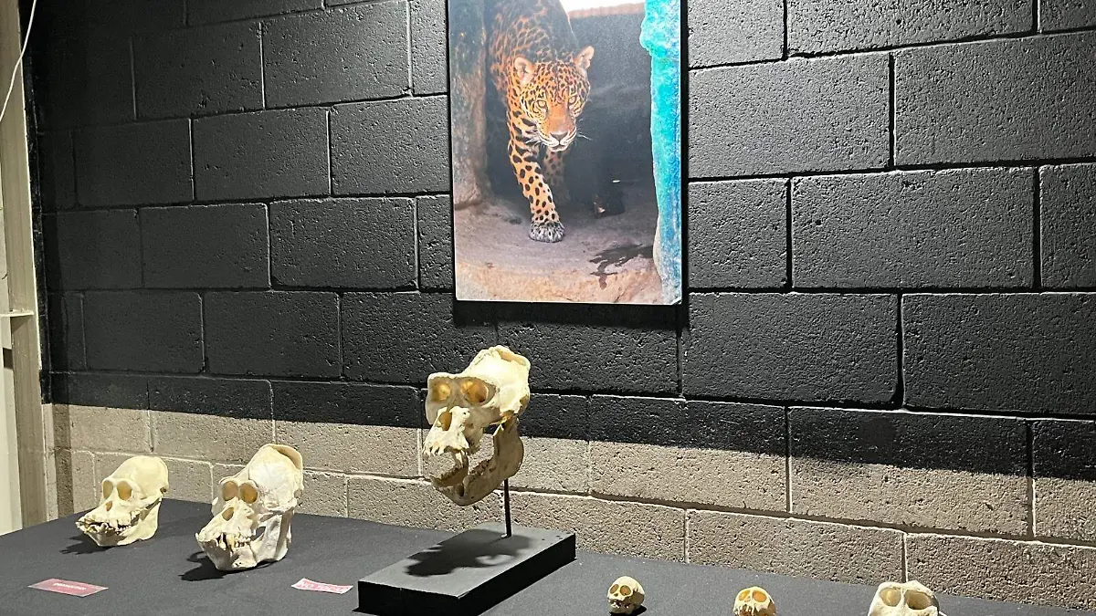 ROSARIO HORTA - ECOS DEL MUNDO ANIMALWhatsApp Image 2026-03-31 at 3.34.02 PM-6