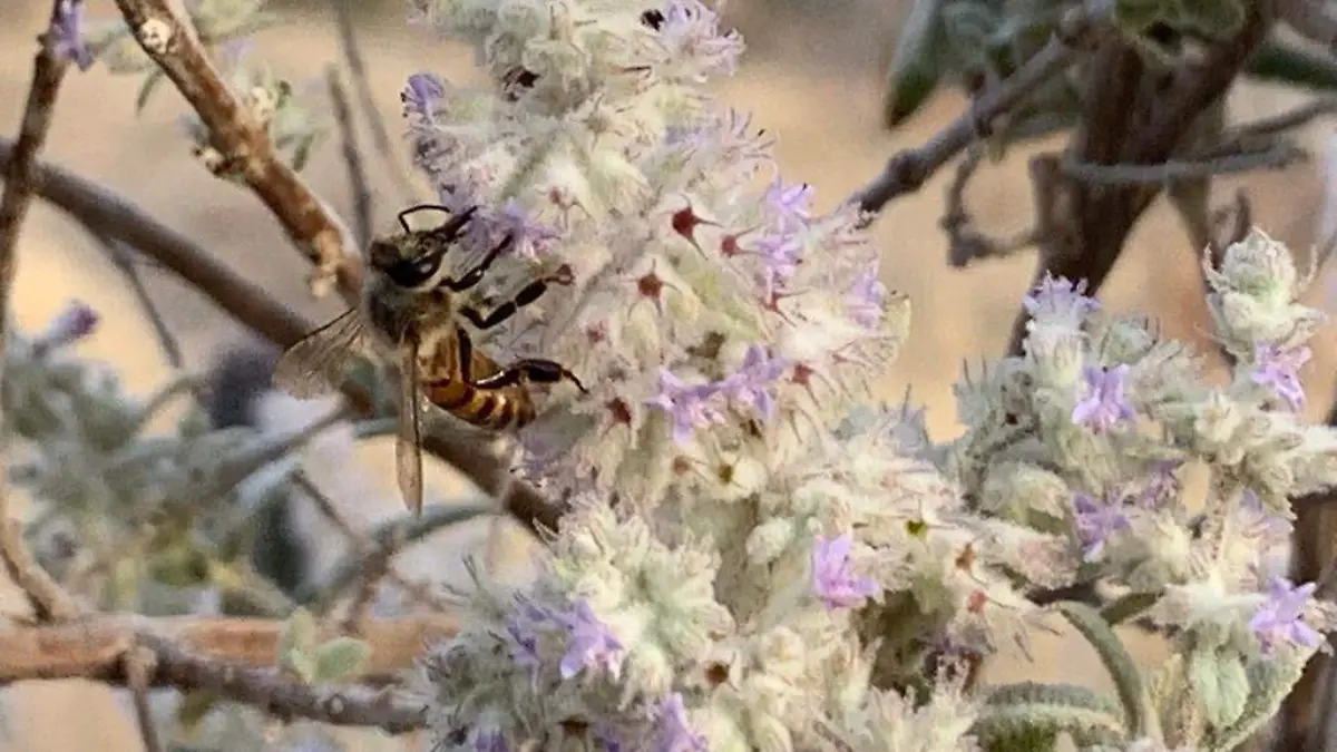 Guanajuato – ¿Por qué las abejas son tan importantes para el campo Aquí te lo platicamos