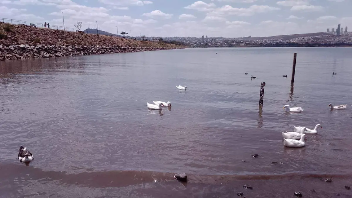 ROSARIO HORTA METROPOLITANO (9)