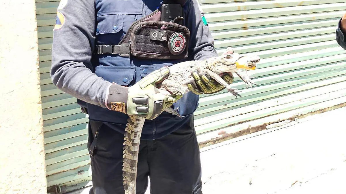 cortesía SSPPC  (2)